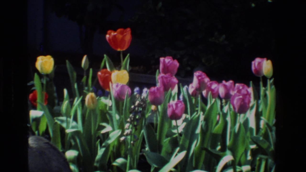 Colorful tulips fill the frame in this 1984 California home-movie view of a sunny garden.