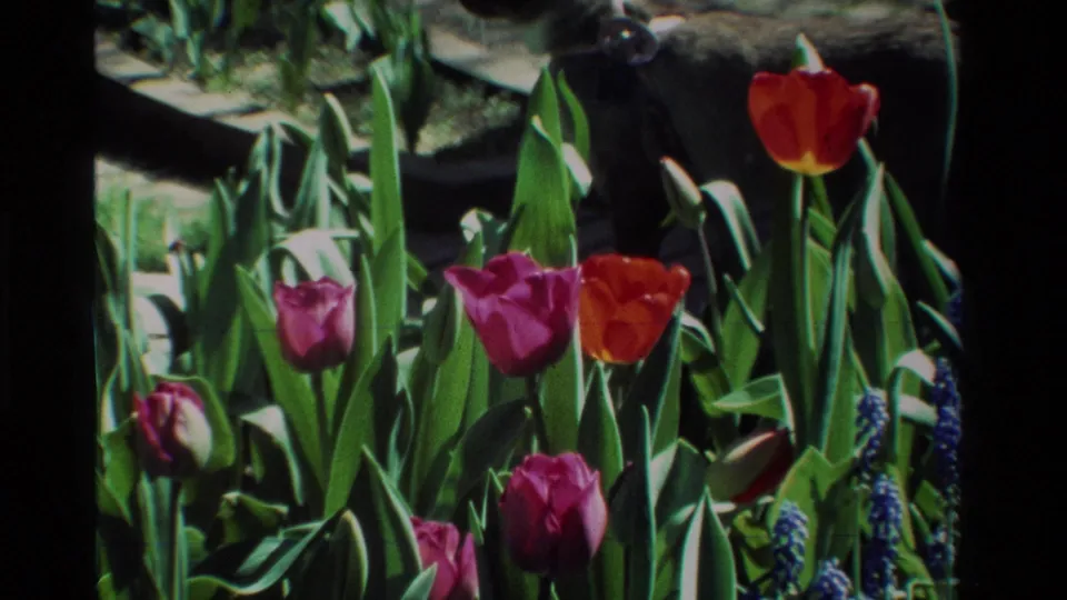 Closer 8mm view of tulips and foliage in a California garden, including purple blooms, red tulips, and small blue flowers.