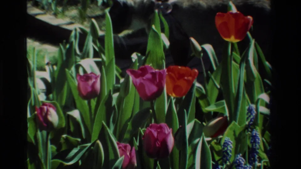 A 1984 California 8mm frame shows red and purple tulips with dense leaves and small blue flowers in bright outdoor light.