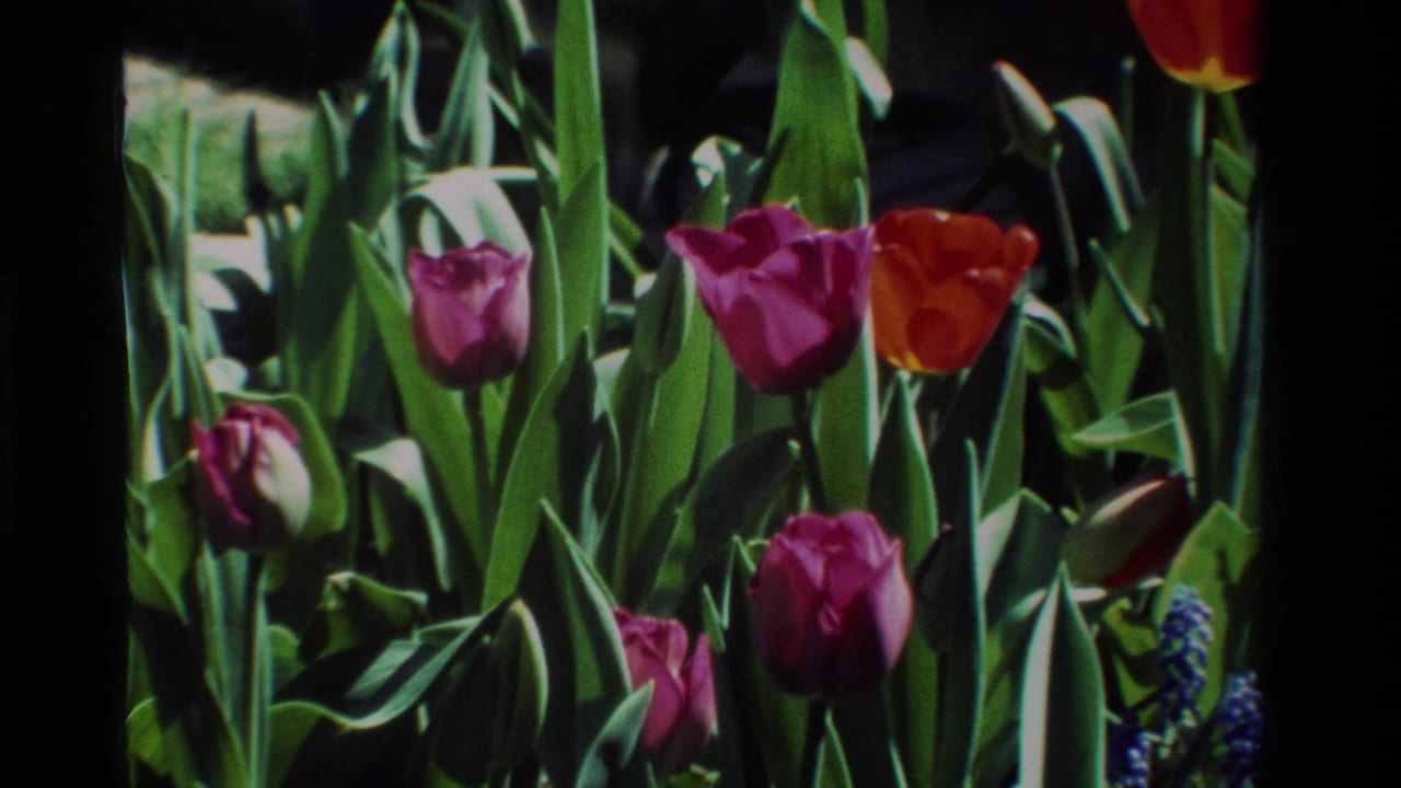 Close view of pink and red tulips with green leaves and dark film borders.
