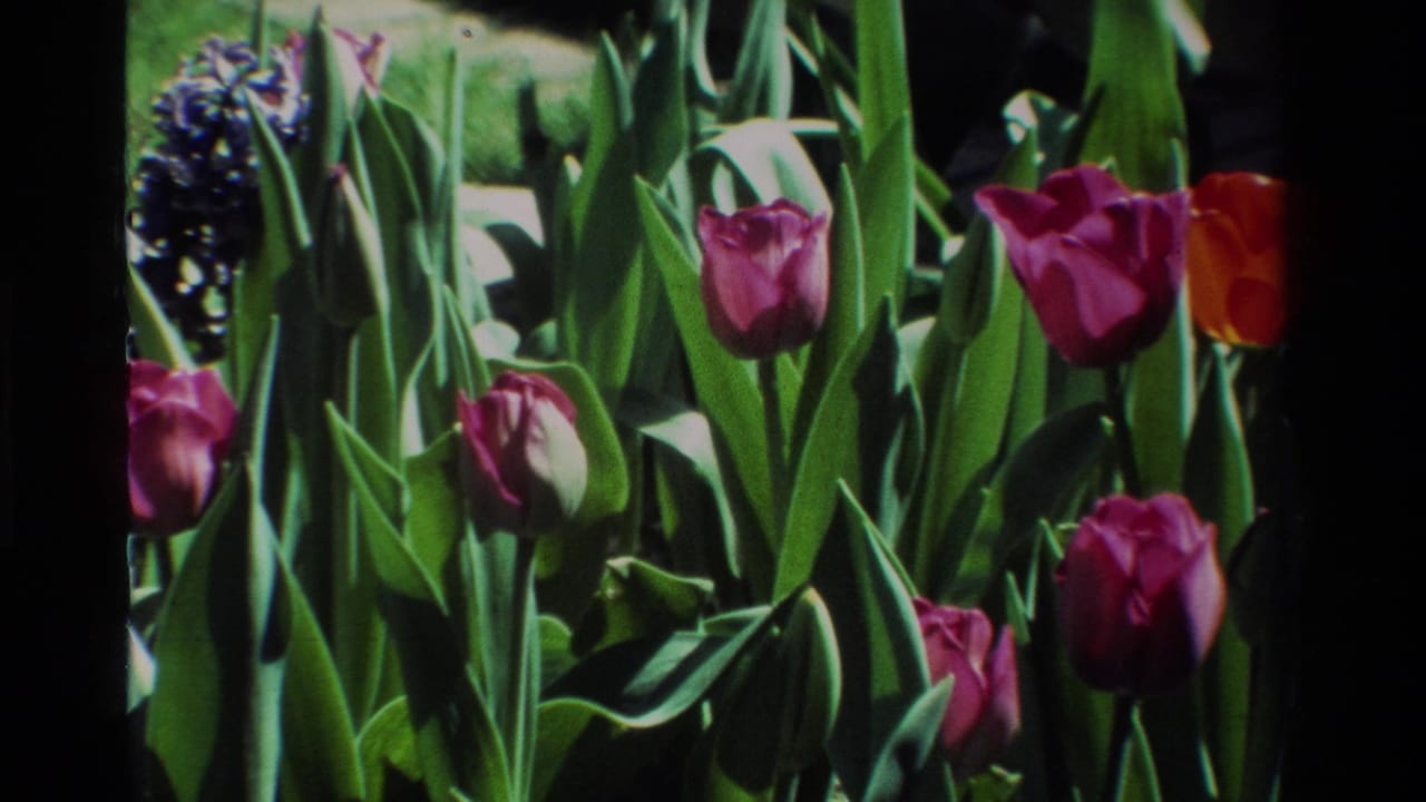 1984 California home-movie frame with pink tulips and purple hyacinths standing among tall green leaves in a sunny garden bed.
