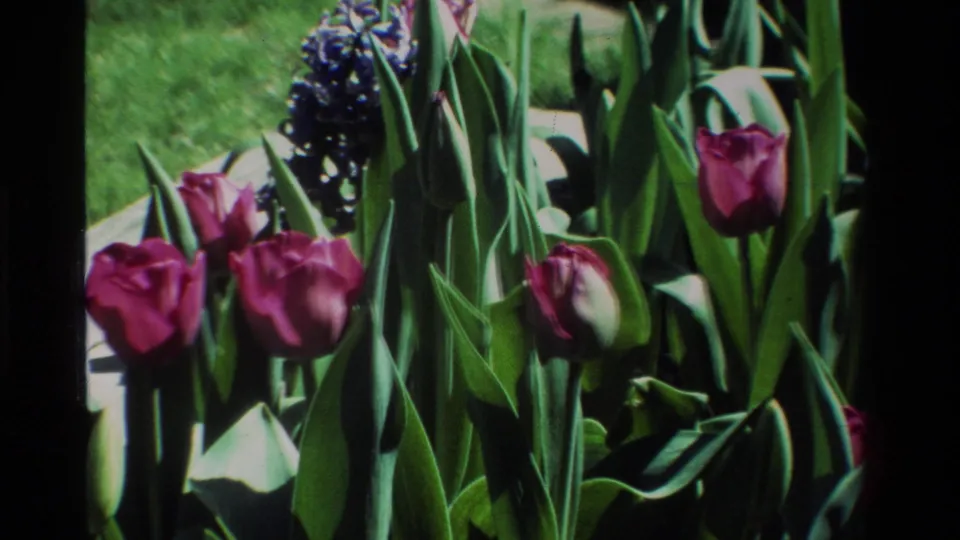 1984 California 8mm still showing pink tulips near purple hyacinths, with green lawn and concrete garden edging behind them.