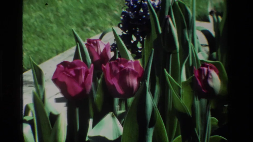 1984 California home-garden frame with pink tulips, tall green leaves, purple hyacinths, lawn, and concrete edging in strong sunlight.