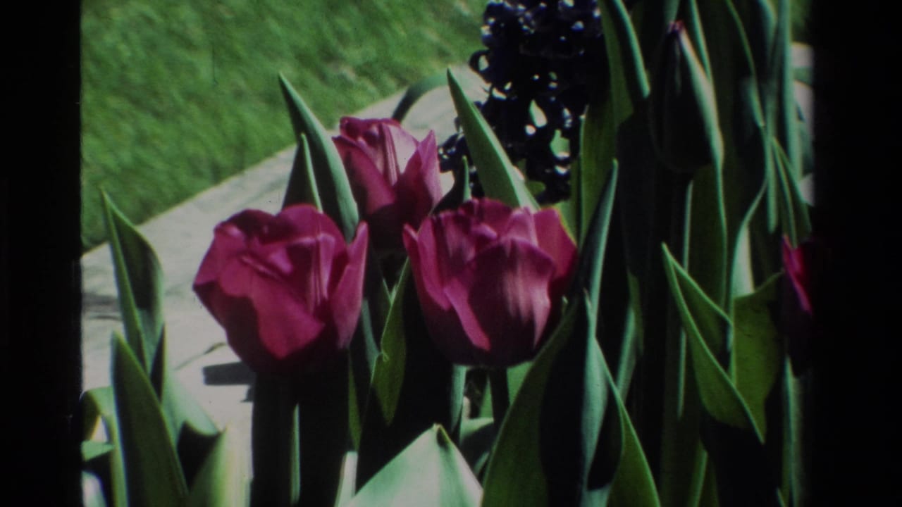 1984 California 8mm frame showing purple tulips, green leaves, dark clustered blooms, lawn, and a pale garden border in sunlight.