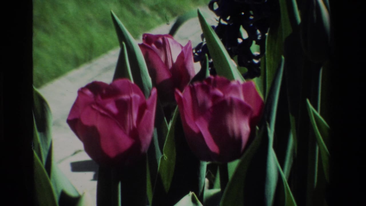 1984 California garden close-up on 8mm, with purple tulips, spear-shaped leaves, dark clustered flowers, and soft-focus grass behind.