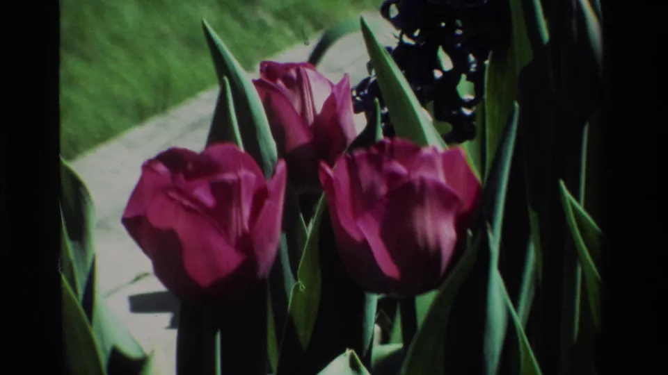 1984 California garden close-up on 8mm, with purple tulips, spear-shaped leaves, dark clustered flowers, and soft-focus grass behind.