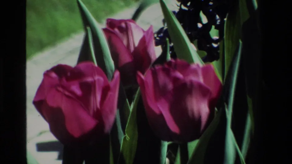 Tighter 1984 California 8mm view of purple tulip petals, green leaves, and a pale path or border partly visible behind the flowers.