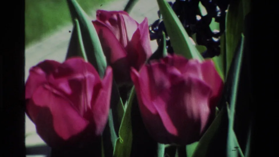 End-frame close-up from 1984 California 8mm footage showing purple tulips, green leaves, dark clustered blooms, and soft garden background.