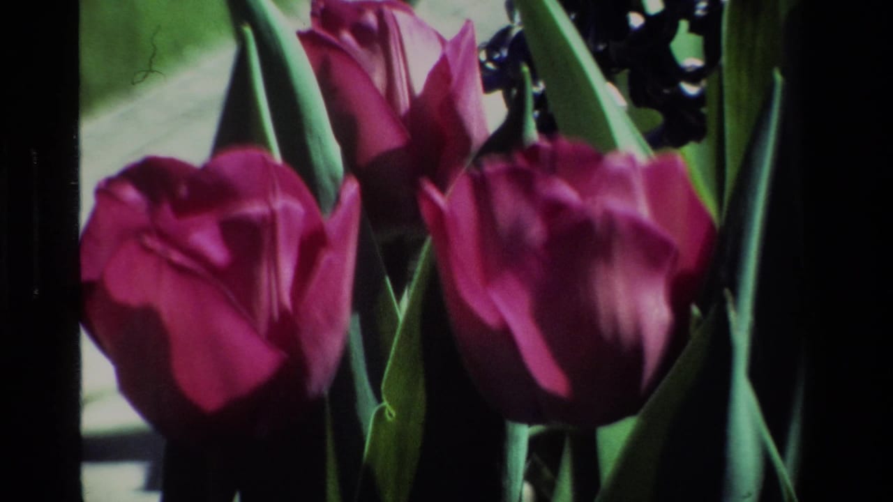 Close-up of magenta tulips and green leaves in a California garden, from supplied 1984 8mm home-movie footage.