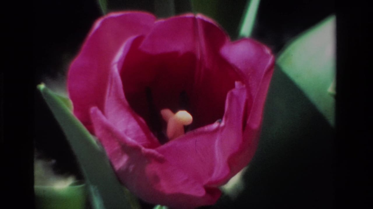 Open magenta tulip framed by green leaves, shown in saturated 8mm color from the supplied 1984 California footage.