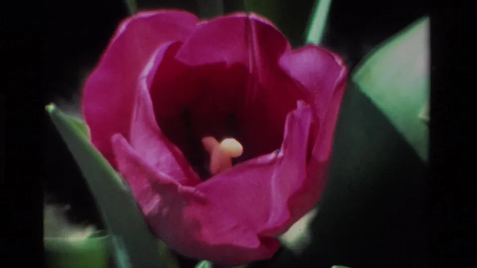 Large magenta tulip close-up with soft focus and visible 8mm grain, supported by the 1984 California clip metadata.