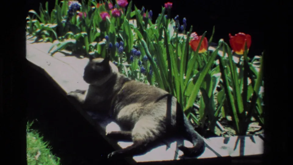 A cat reclines beside a sunlit garden bed with tulips, hyacinths, green leaves, grass, and a wooden edge.