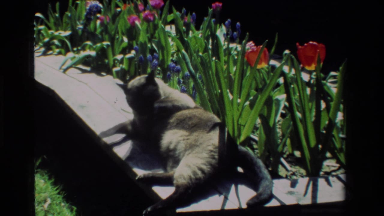 A Siamese-looking cat rests in a sunny California garden flower bed, with red tulips and purple hyacinths behind it.