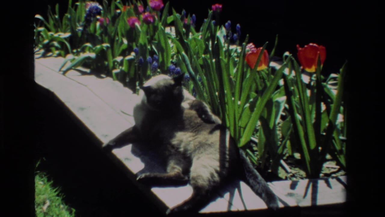 The cat shifts upright in the sunlit 1984 California garden, framed by tulips, hyacinths, and dense green foliage.