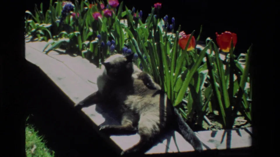 The cat shifts upright in the sunlit 1984 California garden, framed by tulips, hyacinths, and dense green foliage.