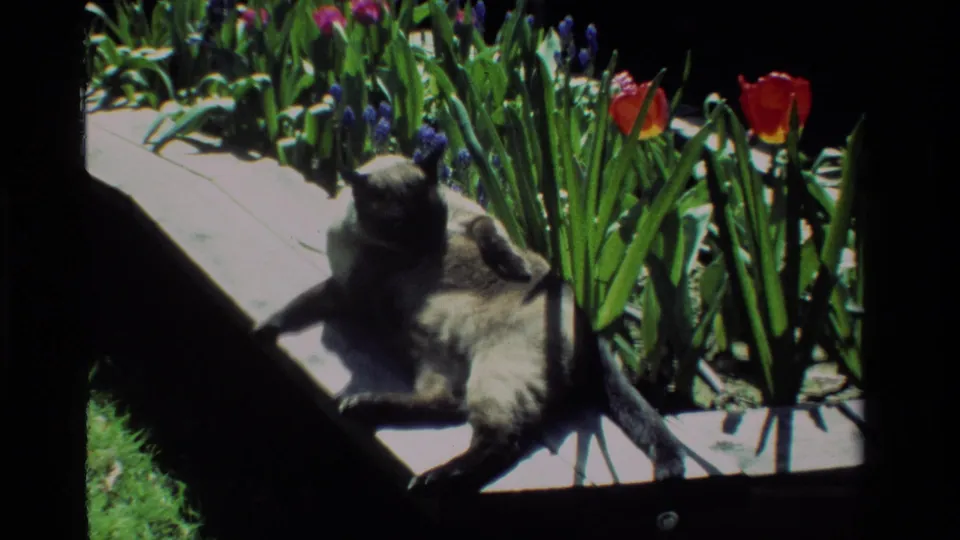 The cat remains seated on the sunlit wooden border of a California garden, with tulips and hyacinths filling the flower bed.