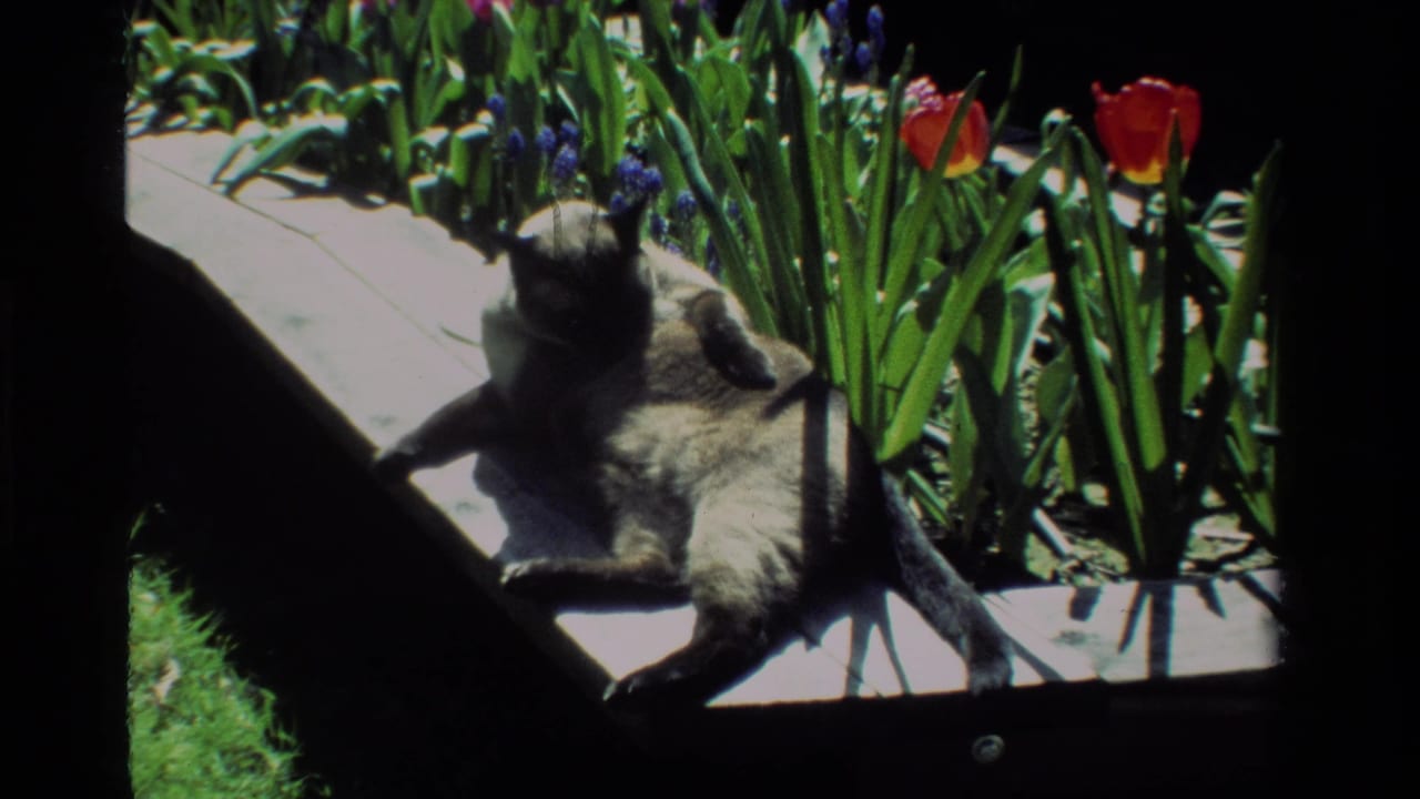 1984 California 8mm frame of a Siamese cat stretched on a sunlit wooden platform near red tulips and purple flowers.