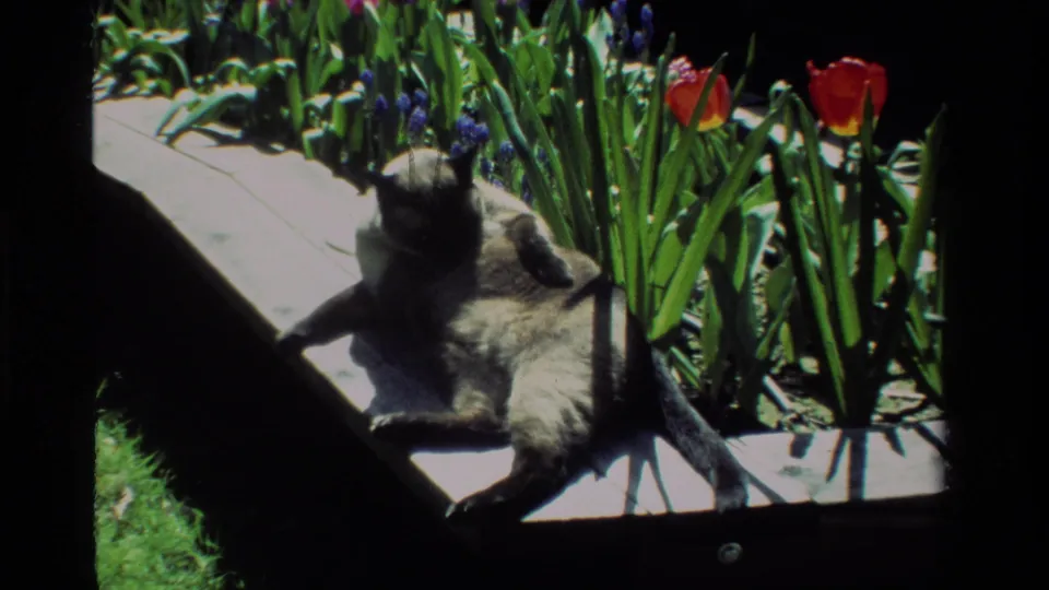1984 California 8mm frame of a Siamese cat stretched on a sunlit wooden platform near red tulips and purple flowers.