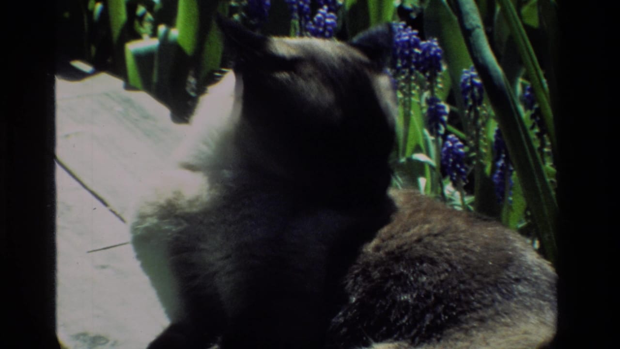 Close view of a Siamese cat from behind beside purple flowers and a wooden platform.