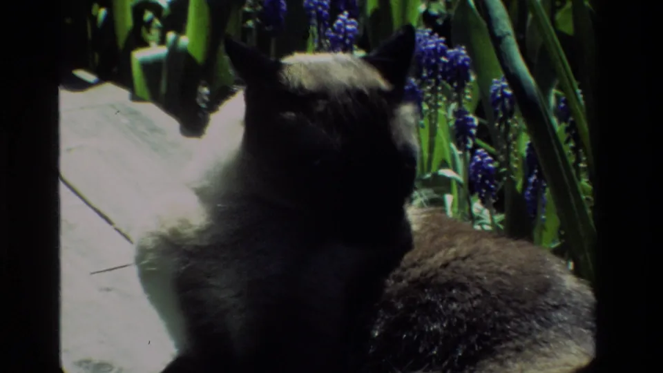 1984 California 8mm frame of the Siamese cat near a wooden platform edge, surrounded by green leaves and purple garden flowers.