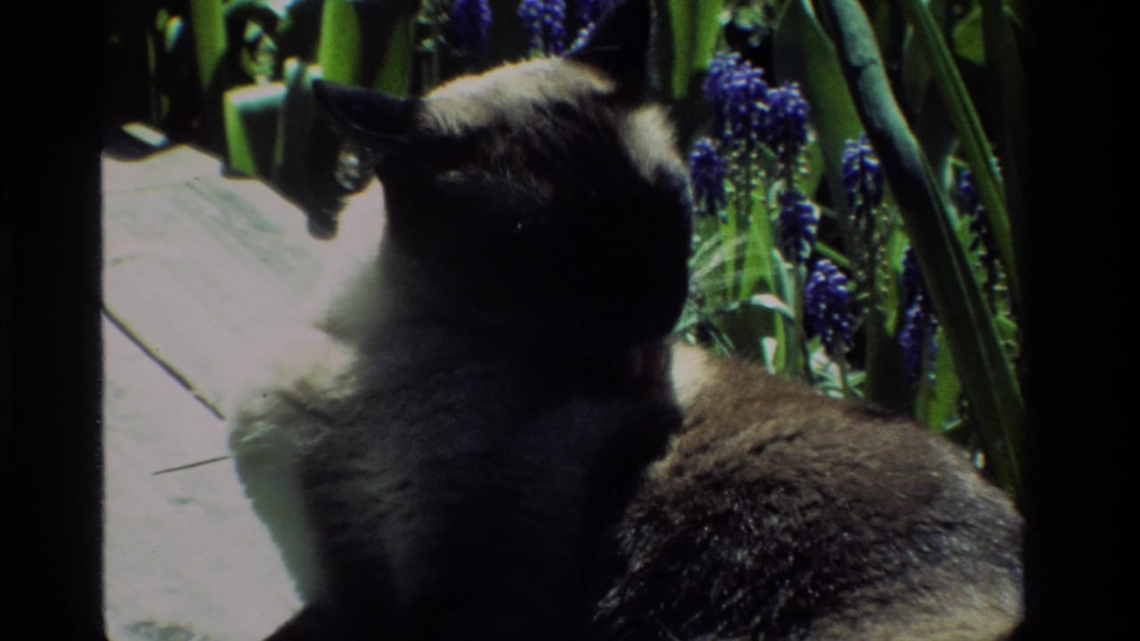 1984 California 8mm frame of a Siamese cat grooming near purple garden flowers and sunlit paving.