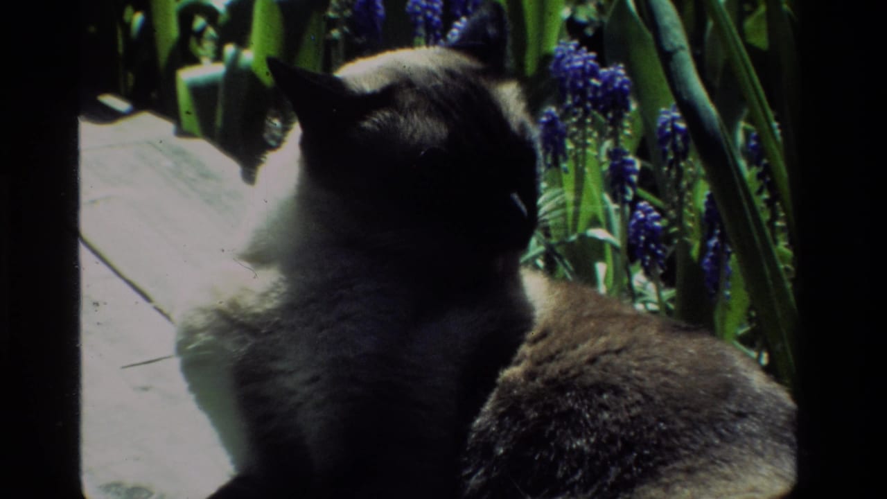 Siamese cat turned toward flowering plants in a shaded garden edge.