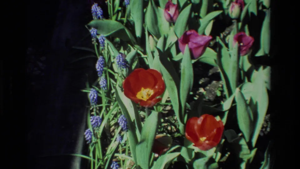 1984 California 8mm frame showing red tulips, purple grape hyacinths, and green leaves in a garden bed.