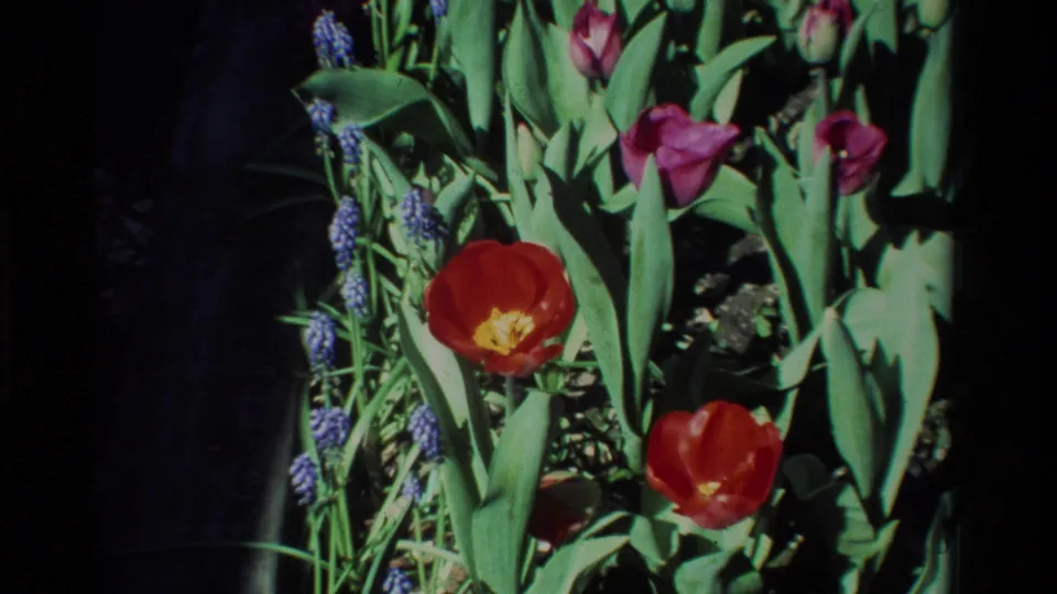 A 1984 California home-movie frame holds on red tulips and purple flowers in strong garden sunlight.