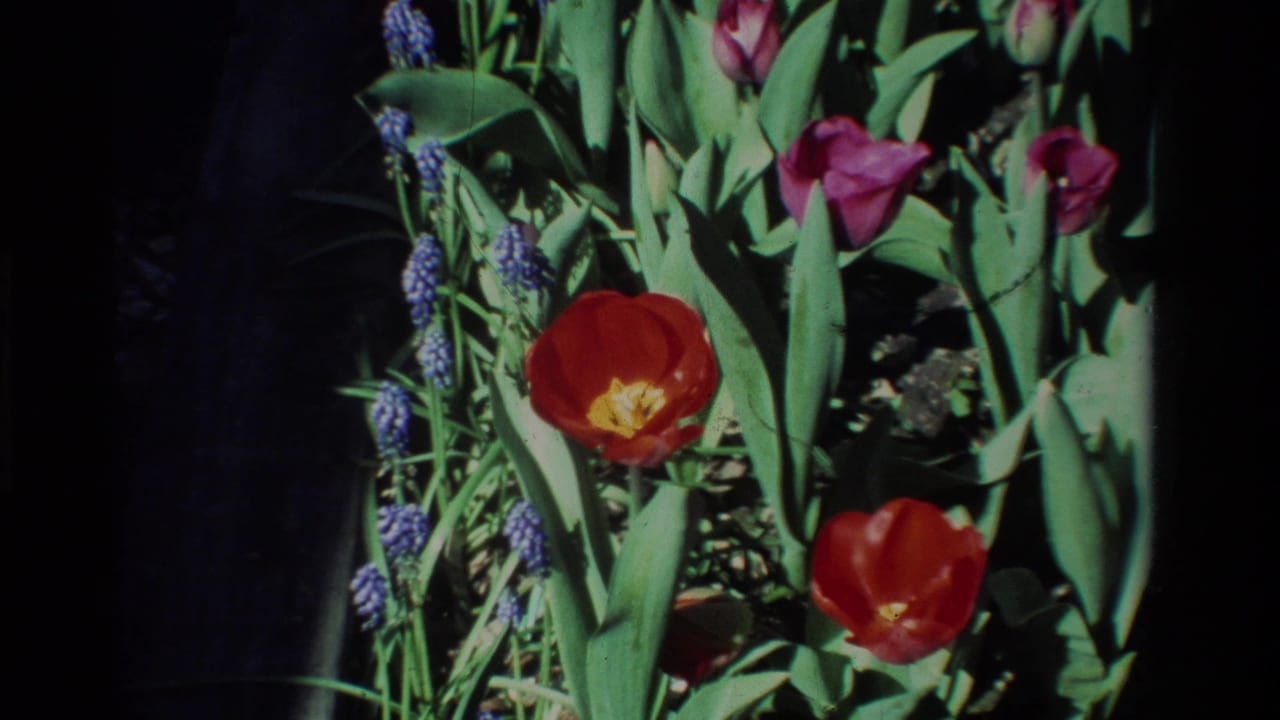 1984 California 8mm frame showing red tulips, blue muscari clusters, green leaves, soil, and dark garden shadows.