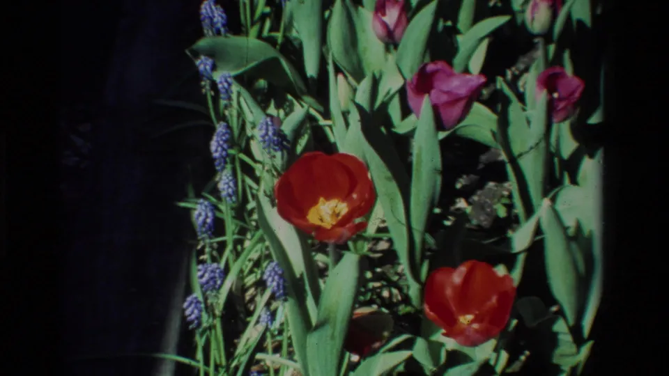 1984 California 8mm frame showing red tulips, blue muscari clusters, green leaves, soil, and dark garden shadows.