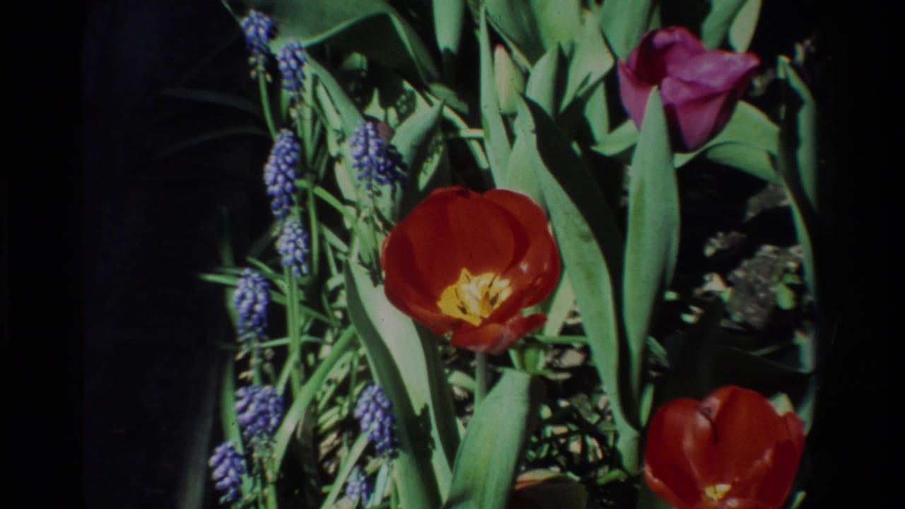 1984 California garden frame with a red tulip centered among blue muscari, green leaves, and another red bloom near the edge.