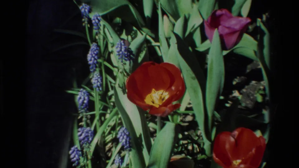 1984 California garden frame with a red tulip centered among blue muscari, green leaves, and another red bloom near the edge.
