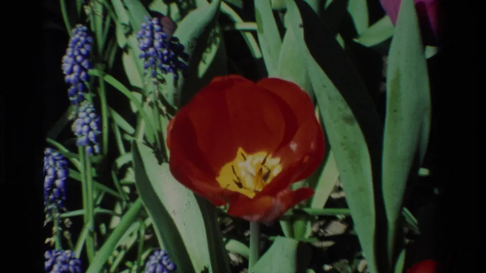 1984 California 8mm close-up of a red tulip bloom with yellow center, blue muscari stalks, and surrounding green foliage.