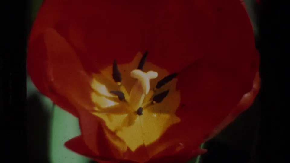 1984 California 8mm close view of a red tulip interior, with yellow center, dark stamens, soft focus, and shadowed edges.