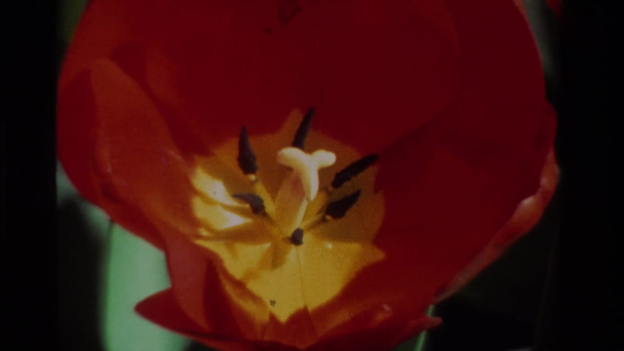 Close-up of a red tulip with yellow center and dark stamens.