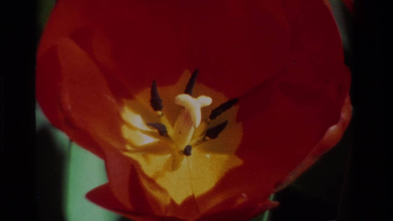 Close 8mm view of the red tulip interior, showing the yellow center, pale pistil, and several dark stamens.