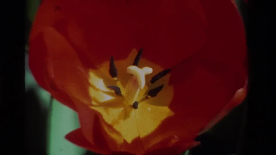 1984 California home-movie frame of a red tulip close-up with soft focus and visible 8mm film grain.