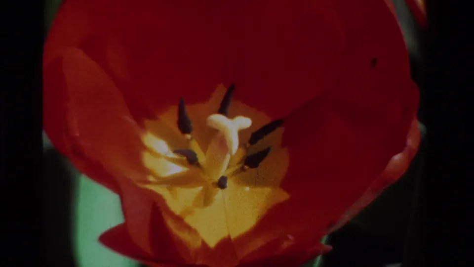 Close 8mm frame of the tulip interior, with red petals, yellow center, pale pistil, and dark stamens under natural light.