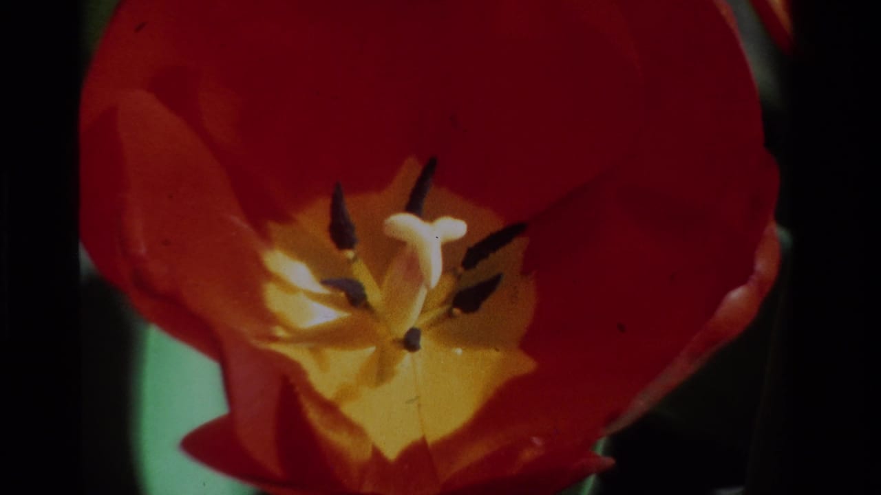 1984 8mm California home-movie frame showing a red tulip in extreme close-up, with yellow center detail and dark stamens.