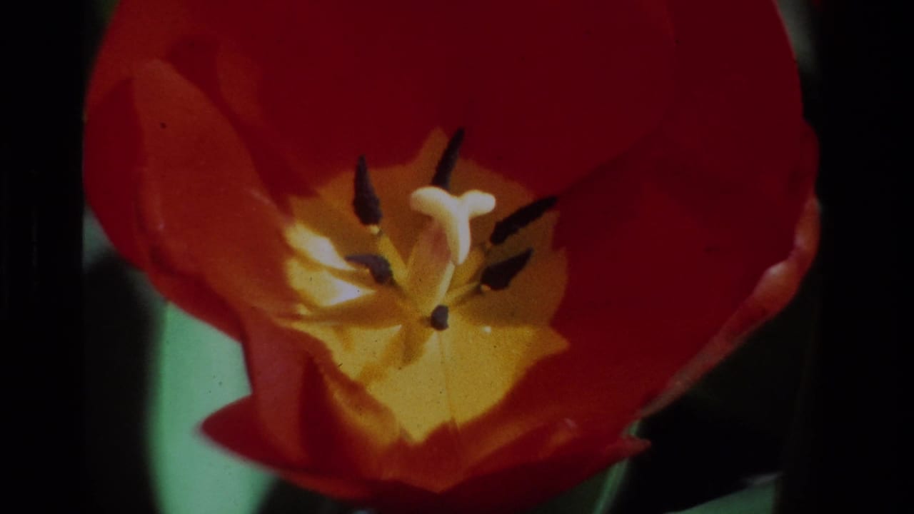 Red tulip close-up with yellow center, pale pistil, and dark stamens.