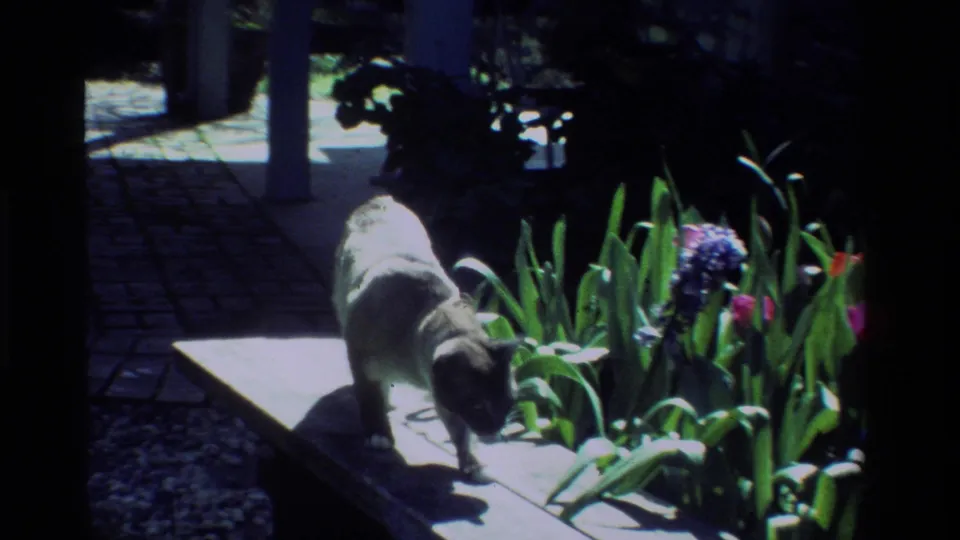 1984 California home-movie frame showing a Siamese cat walking along a garden ledge beside tulips and hyacinths.