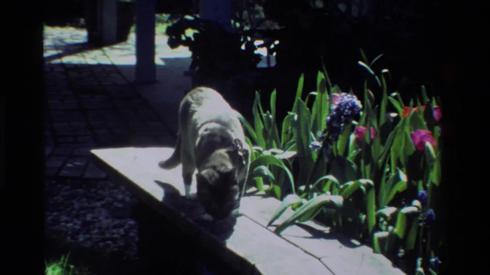1984 California garden frame with a Siamese cat moving along a stone ledge next to tulips, hyacinths, and dense green leaves.