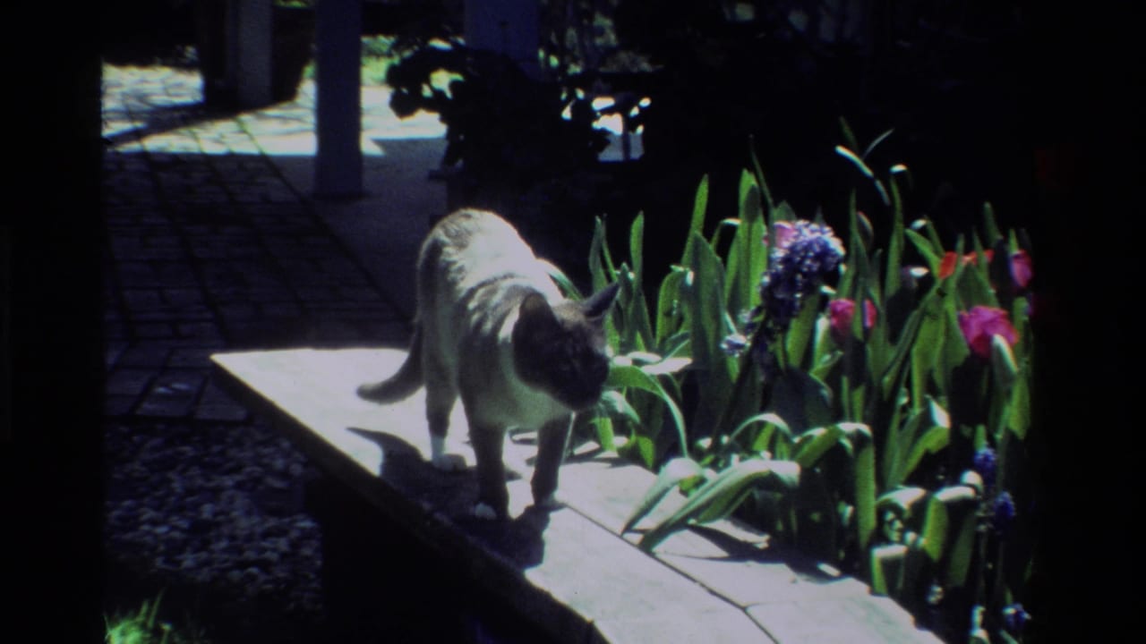 A fluffy dark-faced cat walks along a wooden plank in a sunlit California garden, with tulips and hyacinths nearby.