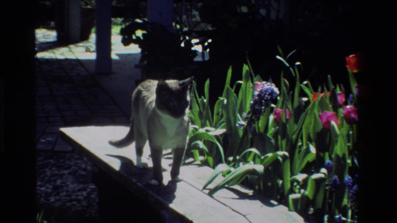 The cat stands on the plank in the 1984 California garden, framed by tulips, hyacinths, and deep shade behind it.
