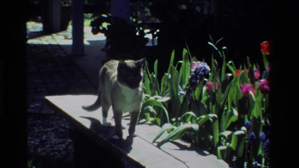 The cat stands on the plank in the 1984 California garden, framed by tulips, hyacinths, and deep shade behind it.