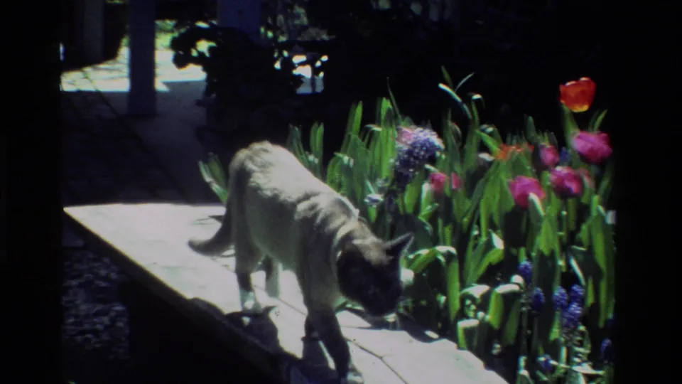 The dark-faced cat lowers its head beside the plank and spring flowers in a grainy 8mm California home-movie frame.
