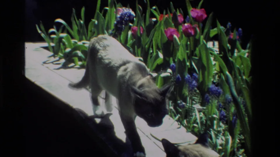 Near the end of the clip, the cat approaches the camera on the plank while colorful garden flowers fill the background.