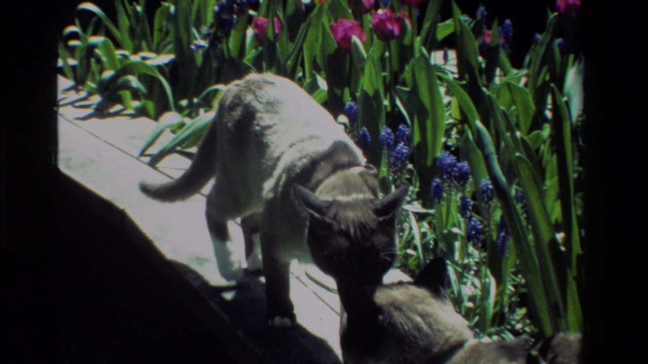 In 1984 California 8mm footage, two Siamese cats sniff near a garden ledge with green foliage and purple blooms.