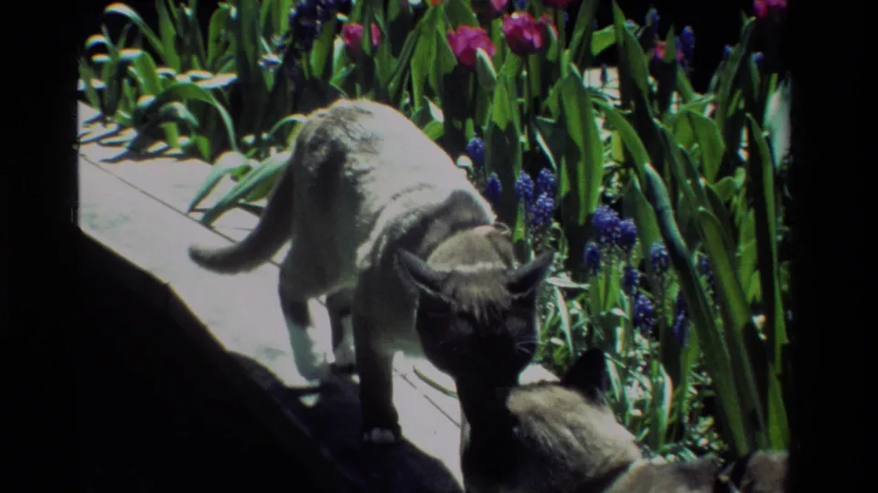In 1984 California 8mm footage, two Siamese cats sniff near a garden ledge with green foliage and purple blooms.