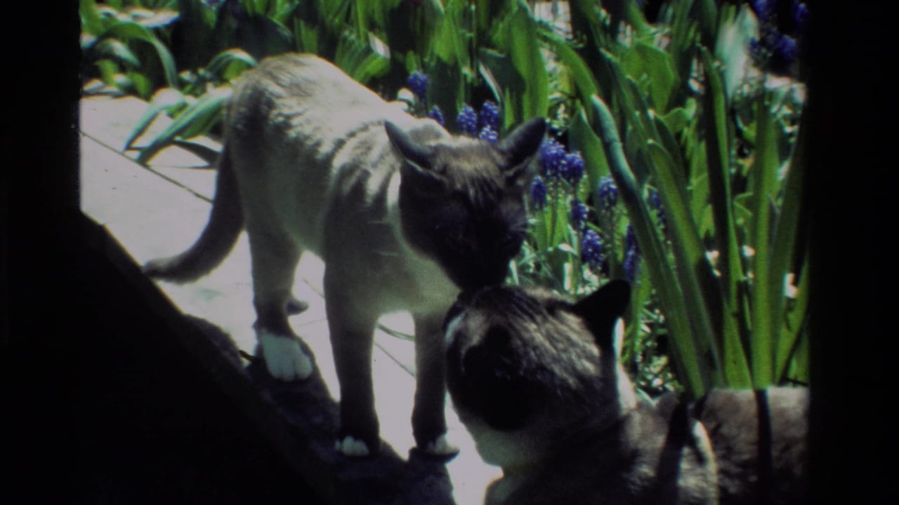 A standing Siamese cat faces another cat near tall garden plants.